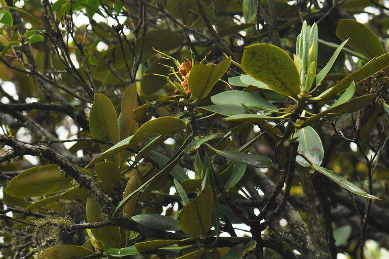 金背杜鹃太白山个体27