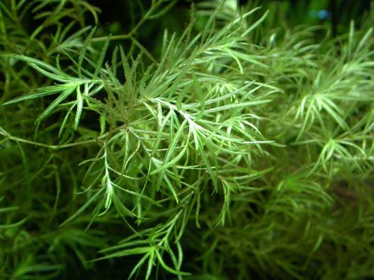 弯果草茨藻（变种）_百度百科