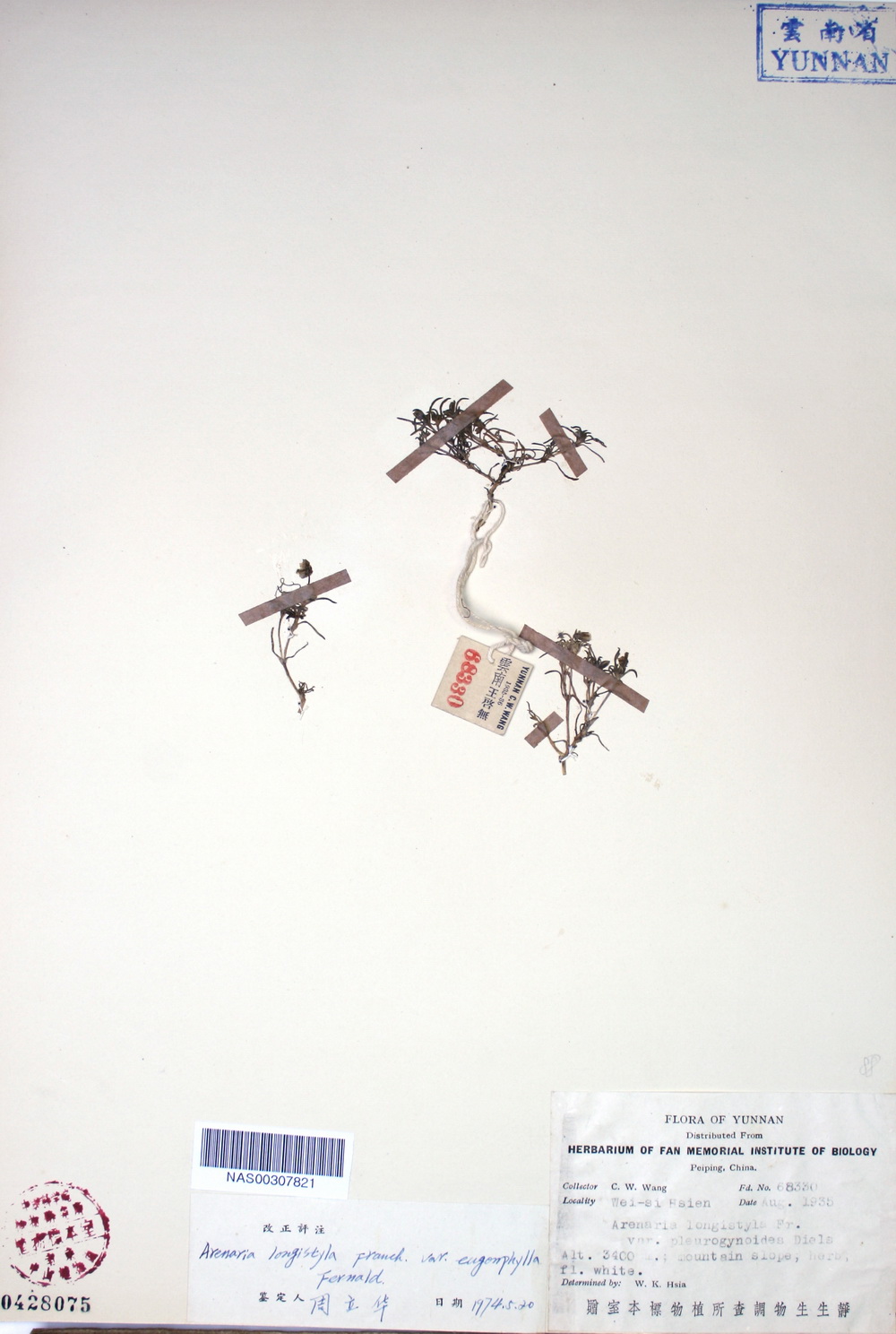  i>pleurogynoides /i>)为 a target="_blank" href="/item/石竹科