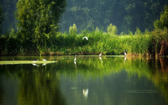 香河潮白河大运河湿地公园风景