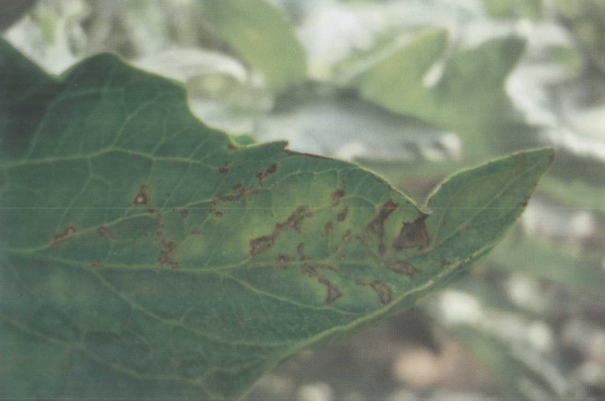  p>番茄疮痂病是由野油菜黄单胞菌疮痂致病变种引起的,发生在 a