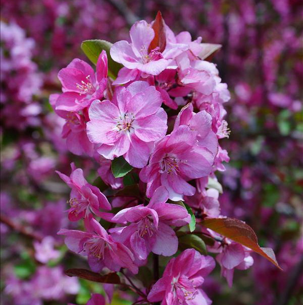  p data-id="gnbc9q4g7o">钻石海棠(学名: i>malus 'sparkler