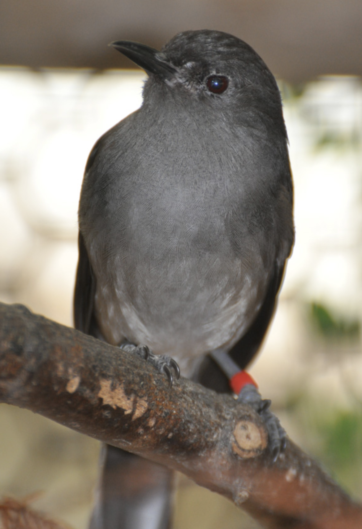  /b>(学名: i>heterophasia picaoides /i>)是噪眉科,奇鹛属中型鸟类