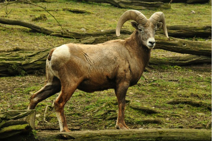  p>加拿大盘羊(学名: i>ovis canadensis /i>):是偶蹄目,牛科,盘羊属