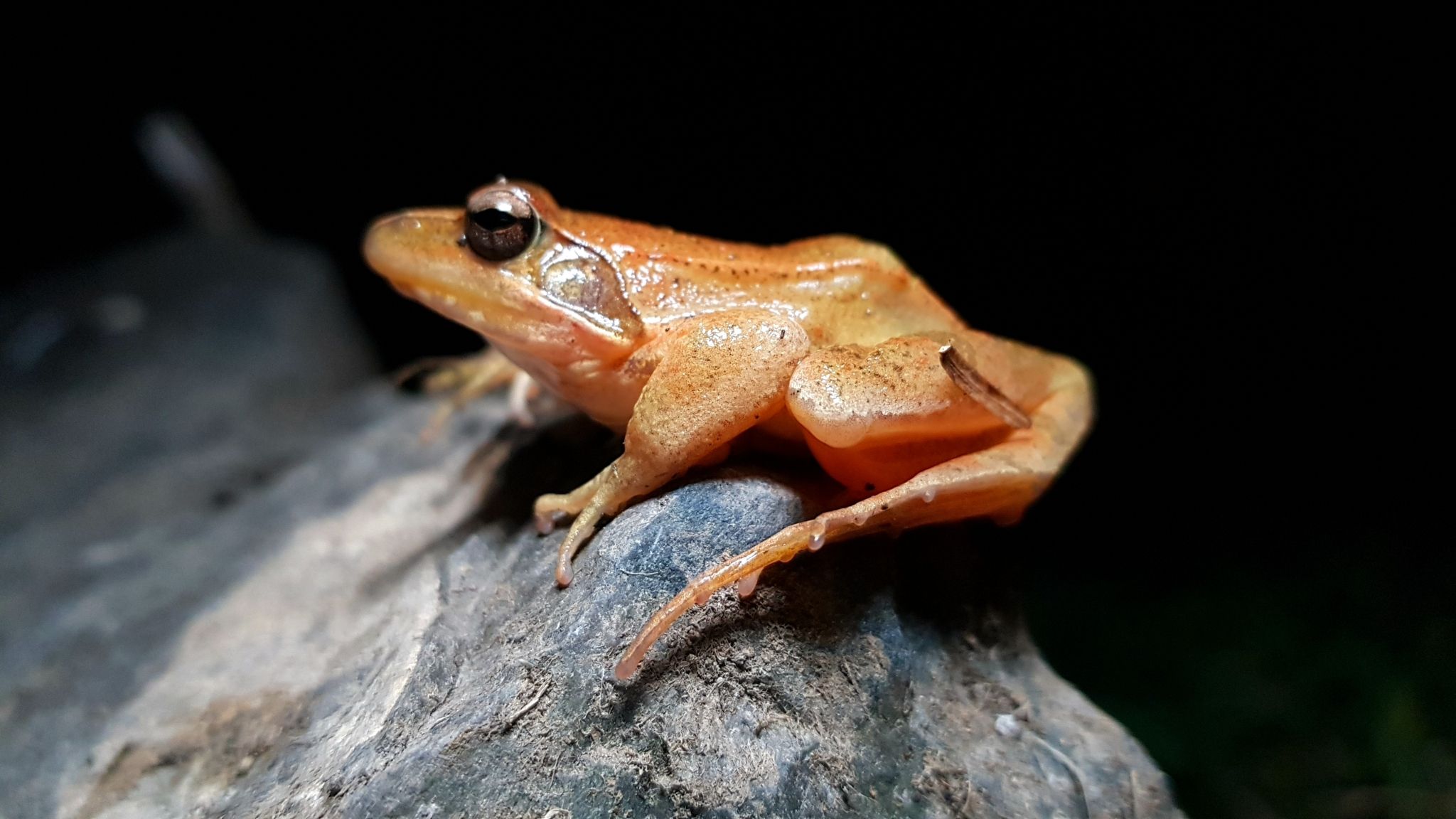 林蛙属的 a target="_blank" href="/item/两栖动物/305362" data