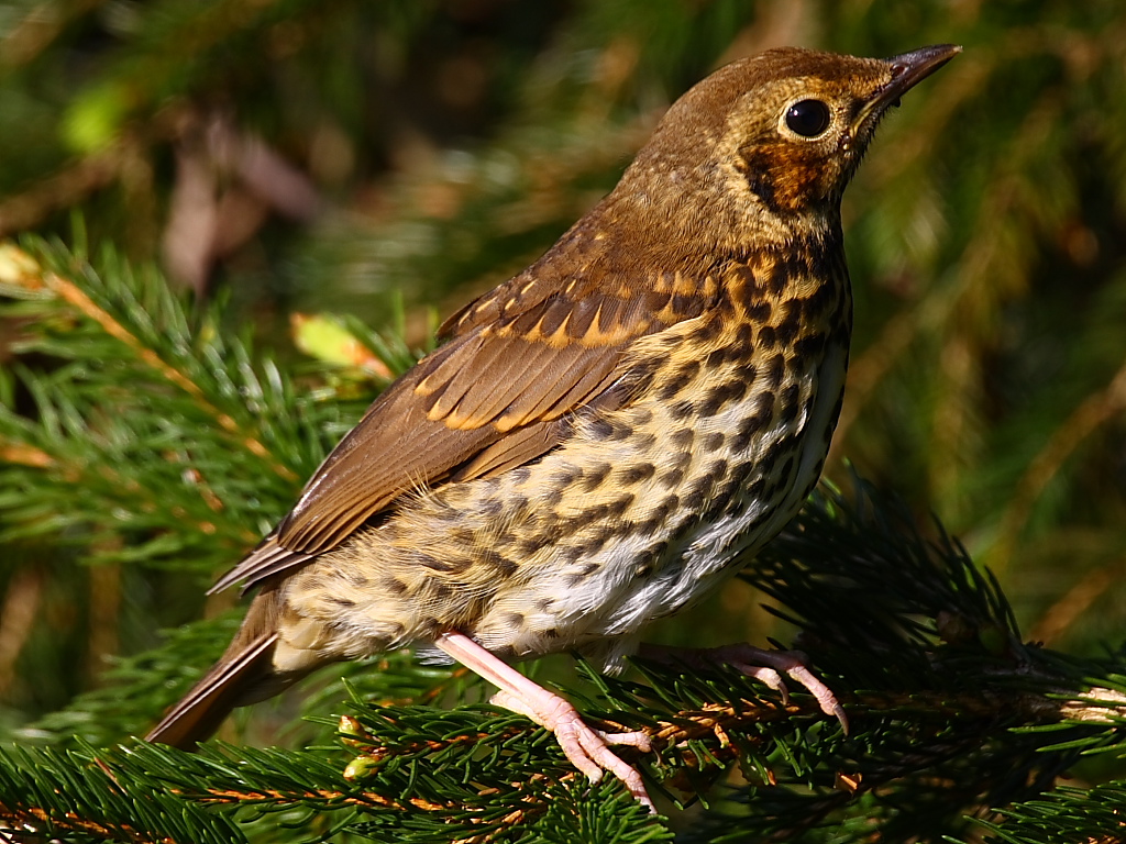  p>欧歌鸫(学名: i>turdus philomelos /i>)是鸫科,鸫属型鸟类,体长22