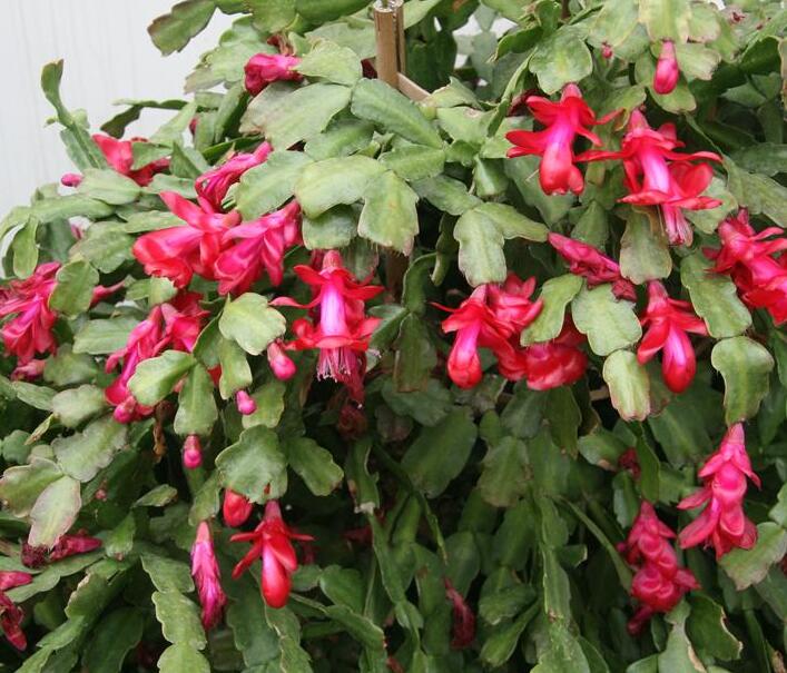  p>仙人指(学名: i>schlumbergera /i>  i>bridgesii /i> (lem.