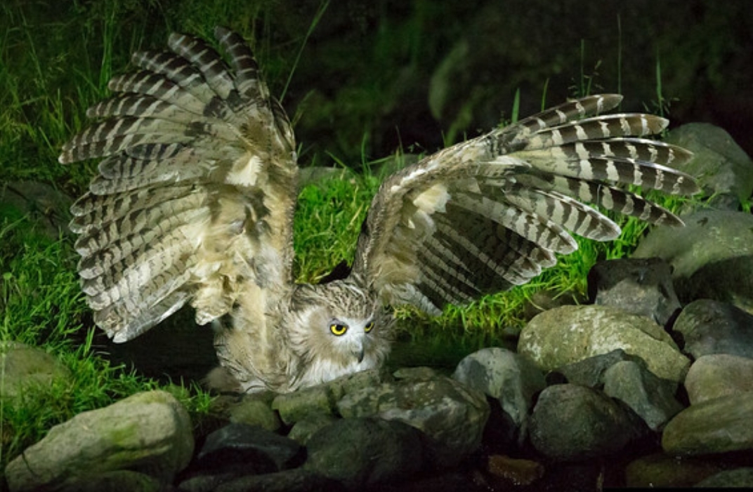  p>毛腿雕鸮(学名: i>bubo blakistoni /i>):是鸱鸮科,雕鸮属的大型 