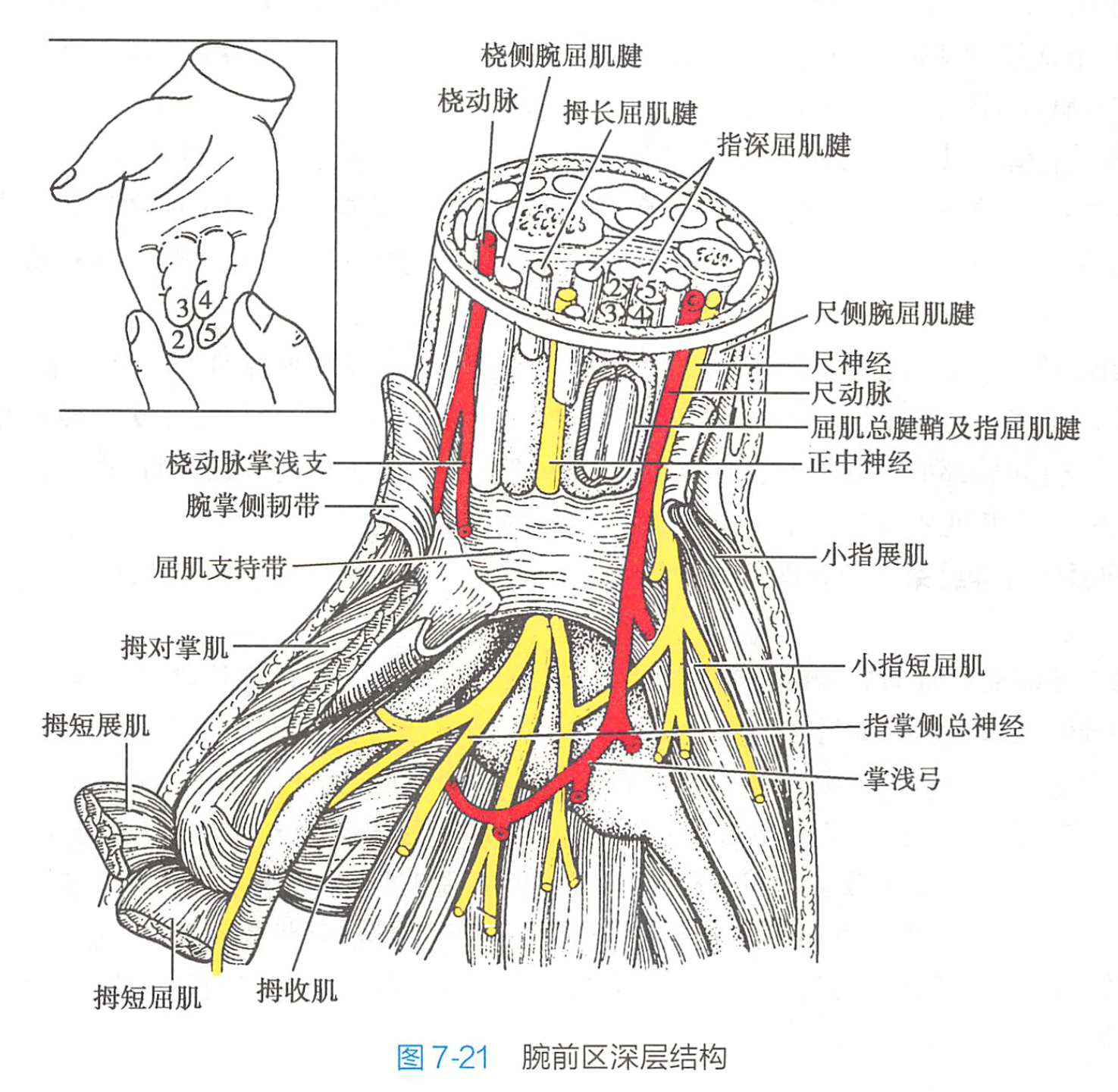 该肌的作用为屈拇指. /p>