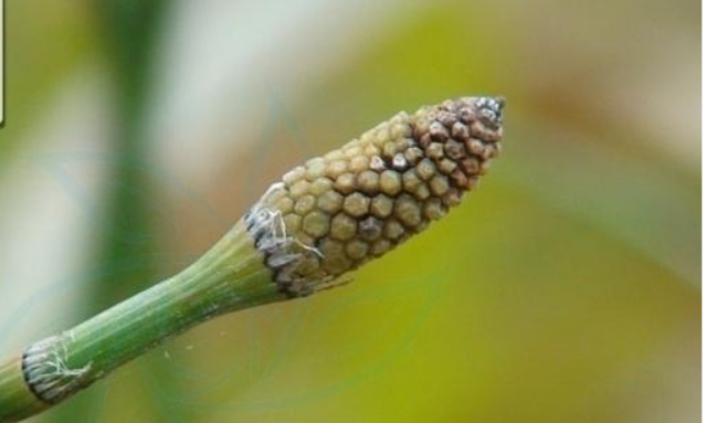 笔管草_百度百科