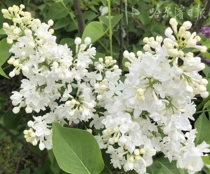 毛叶丁香金小姐无性系