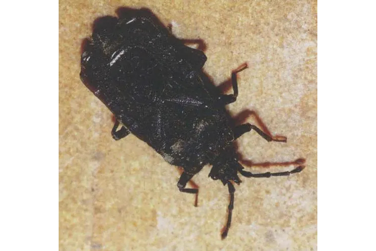  p>台湾毛扁蝽是一种动物,属于扁蝽科. /p>