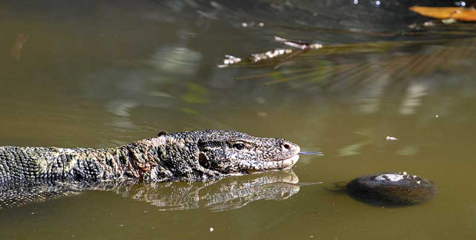  p>圆鼻巨蜥(学名: i>varanus salvator /i>)是巨蜥科,巨蜥属动物.
