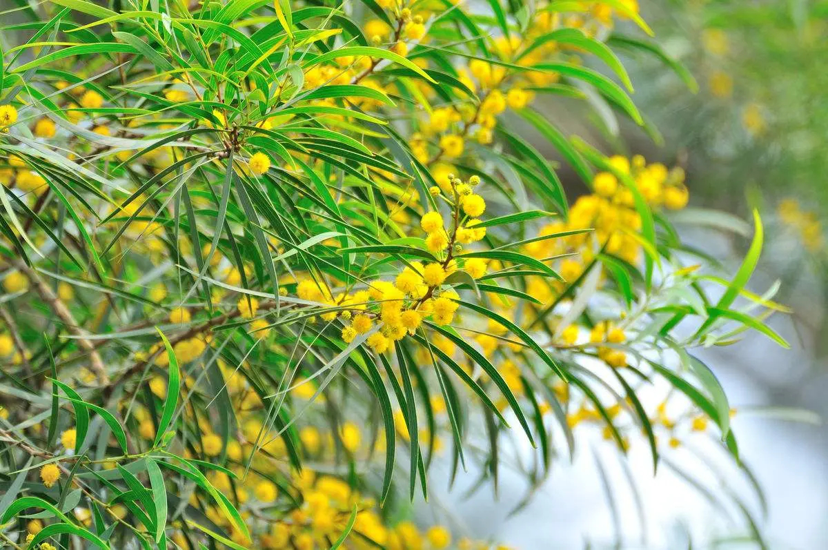  p data-id="gnbke71f8b">台湾相思( i>acacia confusa /i> merr.