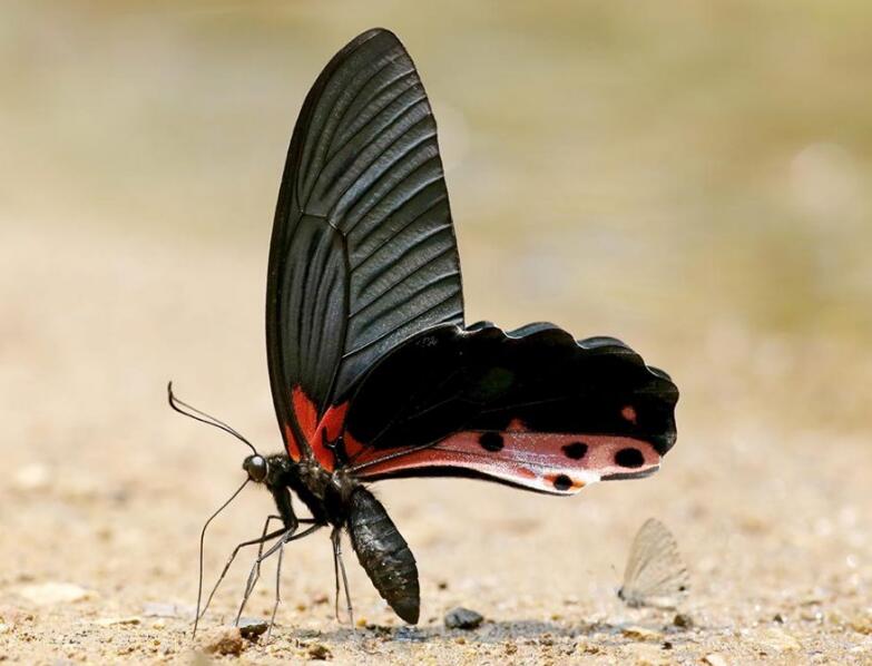 红基美凤蝶西藏亚种