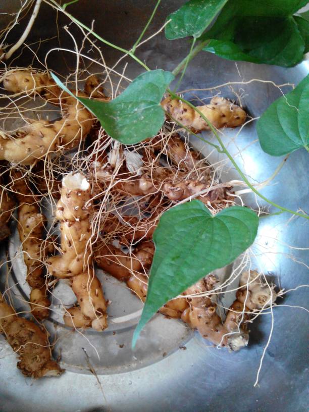  p data-id="tygvcter5t7l">野山药是薯蓣科薯蓣属的缠绕草质藤本.