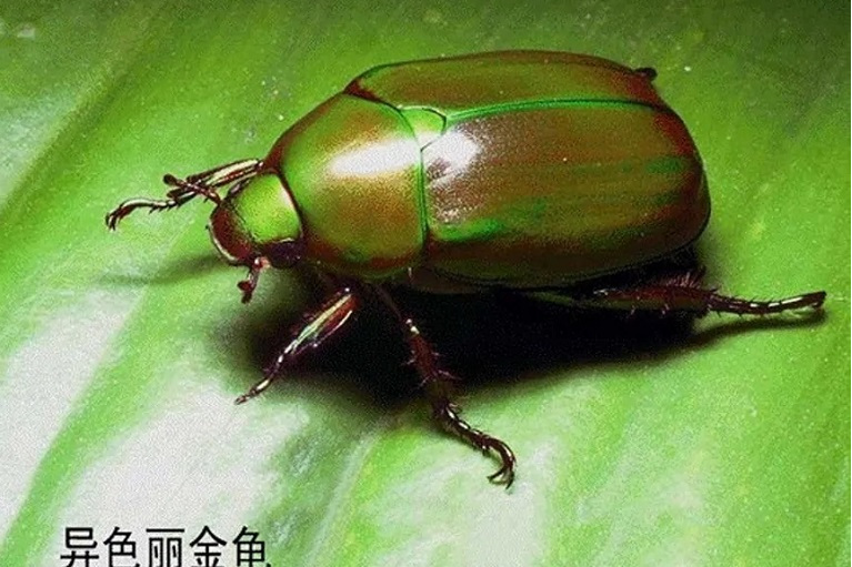 异丽金龟