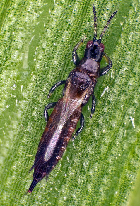 ">缨翅目 /a> a target="_blank" href="/item/管蓟马科/6260661"