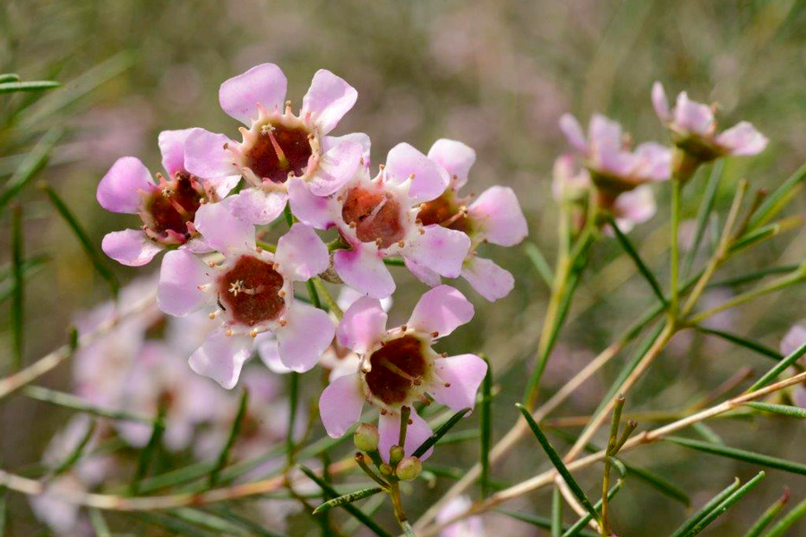  p>蜡花(学名: i>chamelaucium uncinatum /i> schauer)是桃金娘科,风