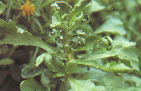 lemmaid="6979499">黄瓜花叶病毒 /a>(cmv)引起的,发生在茼蒿的病害