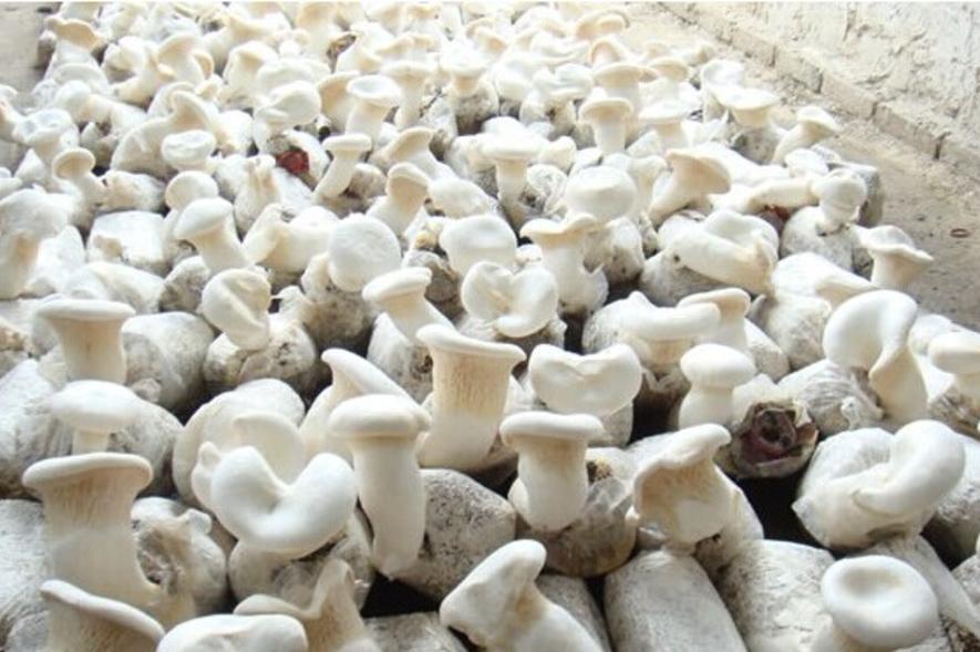  p>青河阿魏菇,新疆维吾尔自治区阿勒泰地区青河县特产,全国农产品