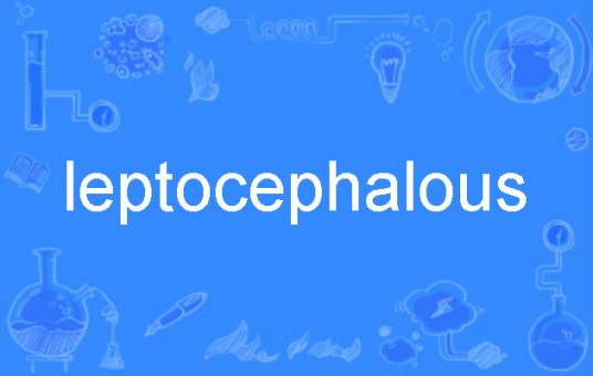 leptocephalous_百度百科