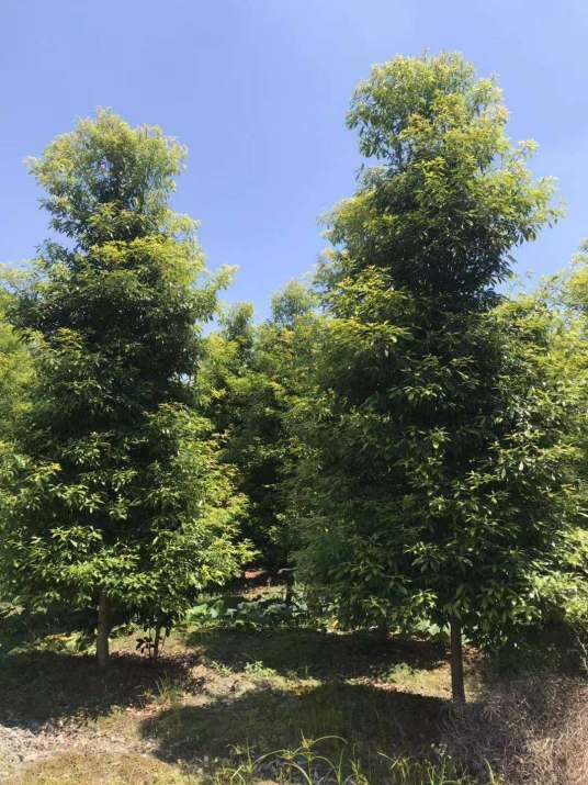 桢楠树_百度百科
