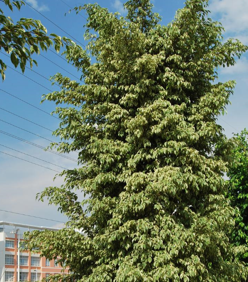 花叶垂榕_百度百科