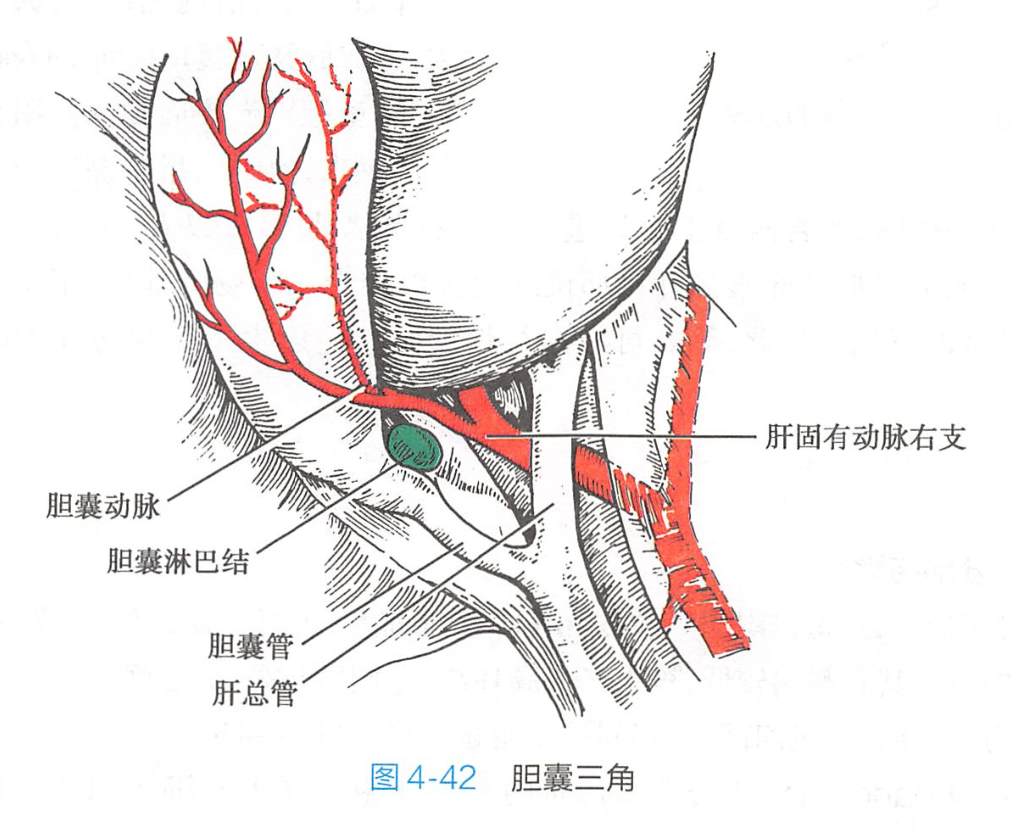 胆囊三角