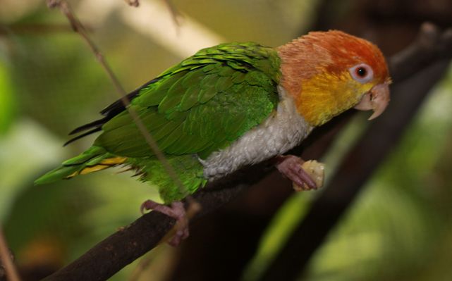 white-bellied parrot