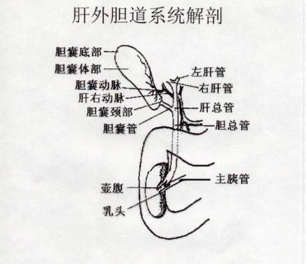 胆管_百度百科