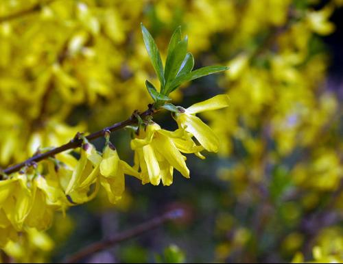  p data-id="go04rfmh0y">金钟,别名:金钟花,迎春柳,迎春条,金梅花, a