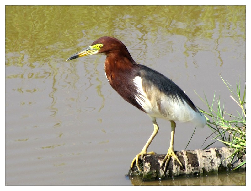  p>池鹭(学名: i>ardeola bacchus /i>)系典型 a target="_blank"