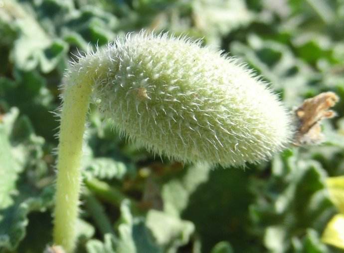 是葫芦科喷瓜属植物,蔓生草本;根伸长,粗壮.