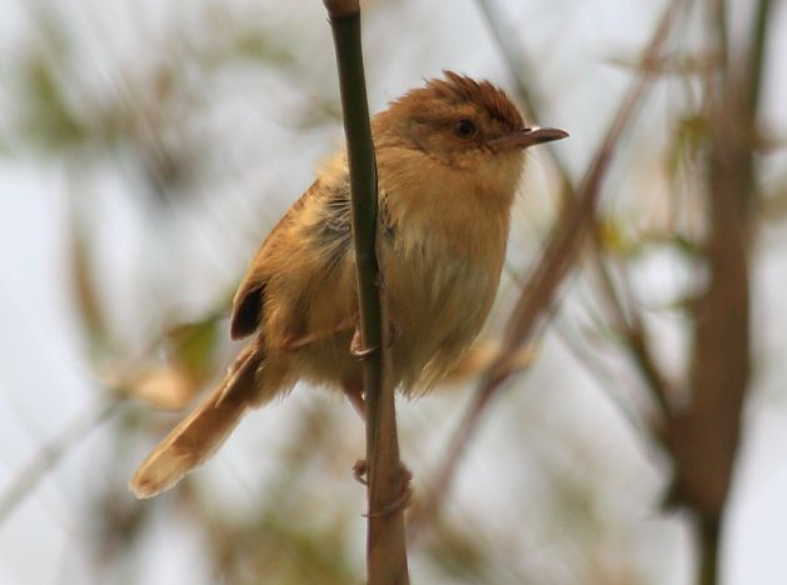  p>芦蝈蝈学名大苇莺,俗称大苇扎,苇串儿及芦蝈蝈.