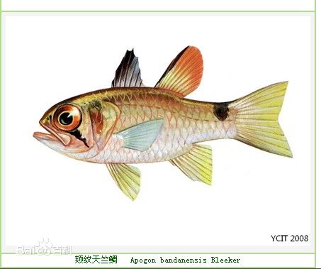  p>颊纹天竺鲷, i>apogon bandanensis  /i>(bleeker, 1854), a