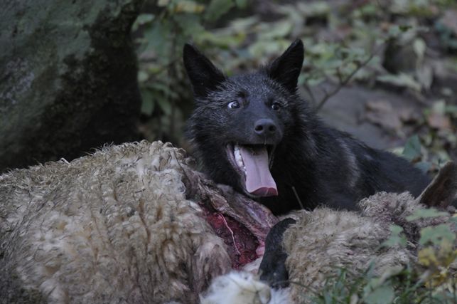 lycaon)是灰狼的亚种之一,具有各种皮毛颜色,从白色到灰色,褐色至黑色