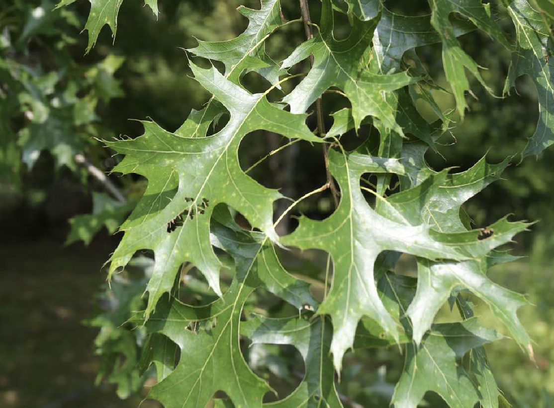  p>沼生栎(学名: i>quercus palustris /i> muench.