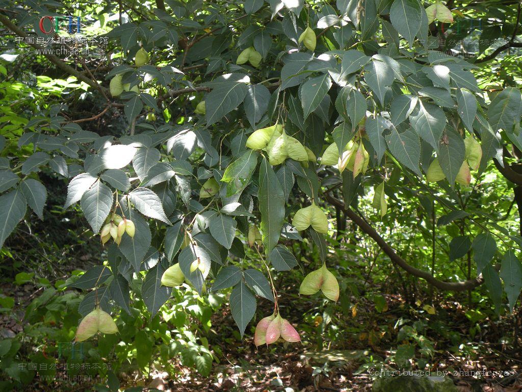 是 a target="_blank" href="/item/省沽油科/4866925" data-lemmaid