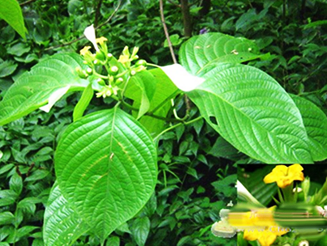 将藤砍断吹气,气从另一头出来,汁甘美如蜜. /p>