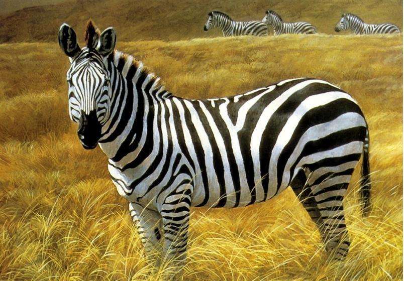 斑马百科 全网资源