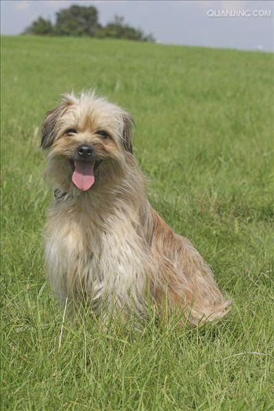  p>比利牛斯牧羊犬原产于法国及 a href="#" data-lemmaid="744030">