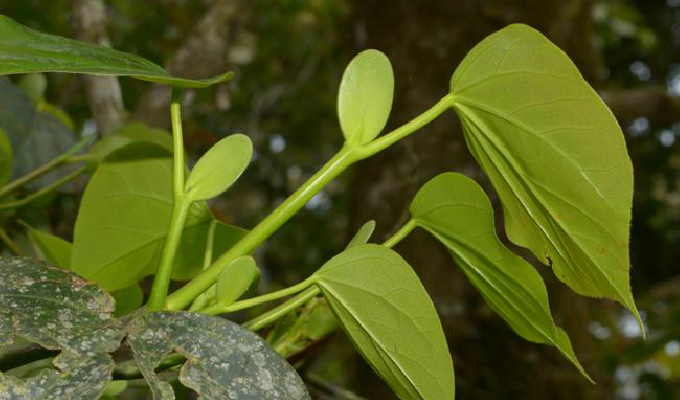  p>大果马蹄荷(学名: i>exbucklandia tonkinensis /i> (lec.