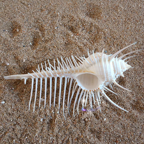  p>维纳斯骨螺,即 a href="#" data-lemmaid="2336992">栉棘骨螺 /a>