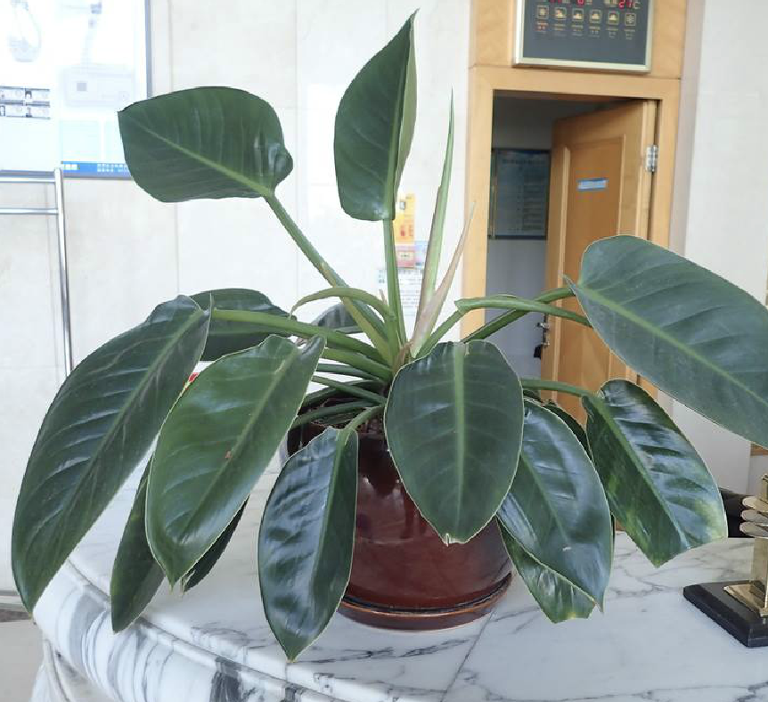  p>红苞喜林芋(学名: i>philodendron erubescens /i> c.