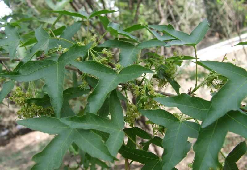 细裂槭(原变种)