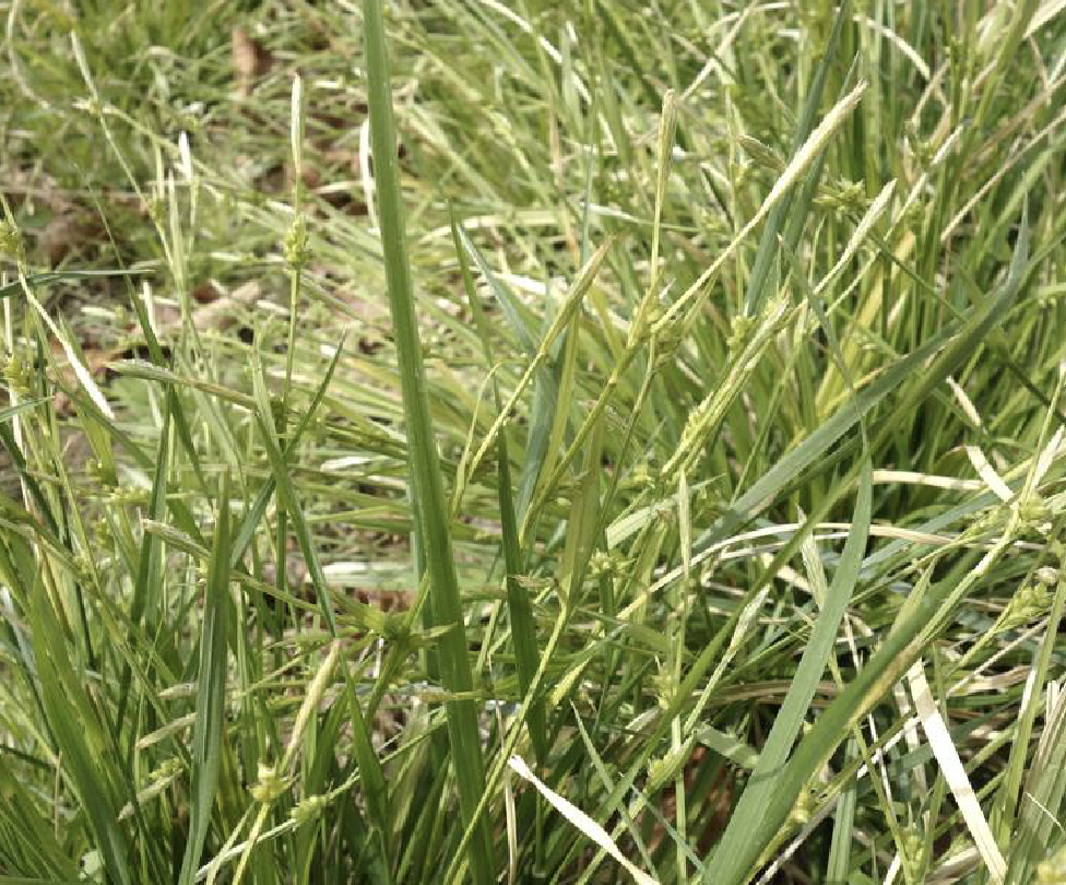  p>涝峪薹草(学名: i>carex giraldiana /i> kukenth.