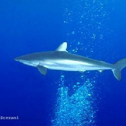 carcharhinus  dussumieri