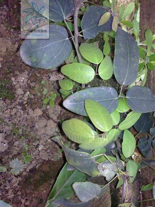  p>白水通别名: a target="_blank" href="/item/三叶木通/2974013"