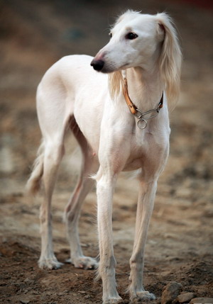  p>沙克犬,又称猎羚犬或拉伯狩猎犬或波斯灵提或者沙路奇猎犬.